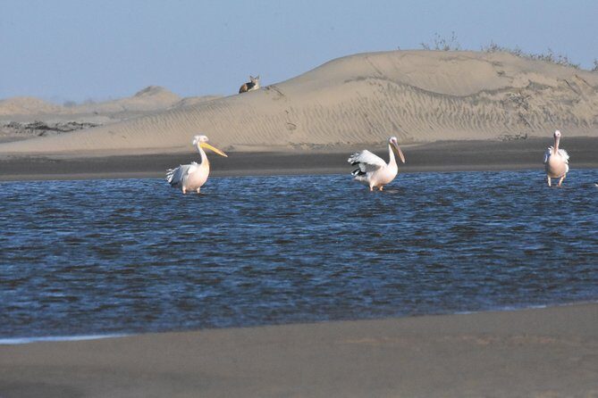 Sandwich Harbour Adventure: Seals and Sandwich harbour dune drive - The Breakdown of the Tour