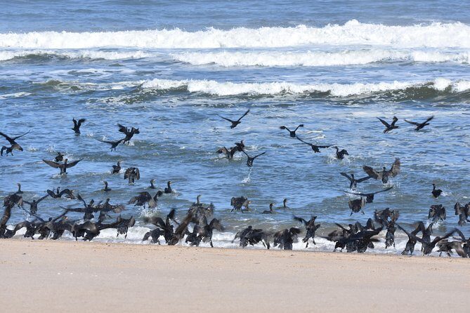 Sandwich Harbour Adventure: Seals and Sandwich harbour dune drive - FAQ