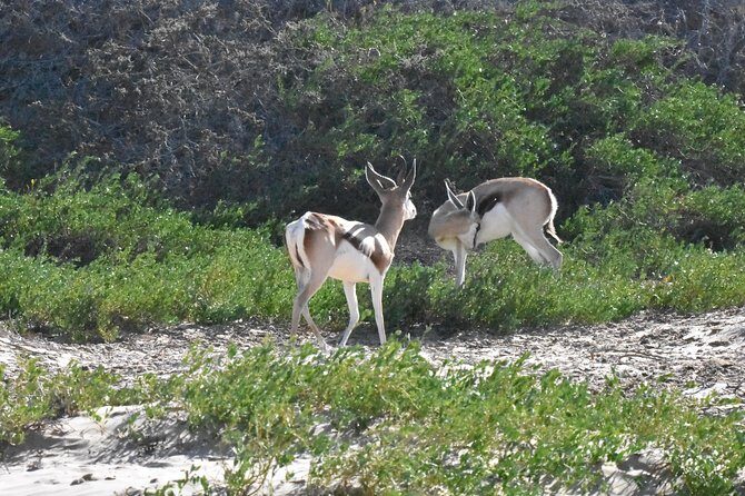 Sandwich harbour and Welwitschia Tour - Final Thoughts