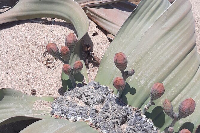 Sandwich harbour and Welwitschia Tour - Frequently Asked Questions