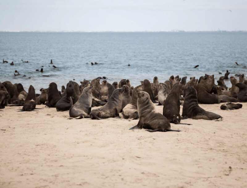Sandwich Harbour Full Day 4x4 Adventure - The Sum Up: A Fully Loaded Day in Namibia’s Coastal Wilderness