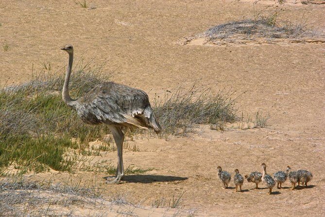 Sandwich Harbour Half-Day 4x4 Tour (5 hours) from Walvis Bay - Final Thoughts