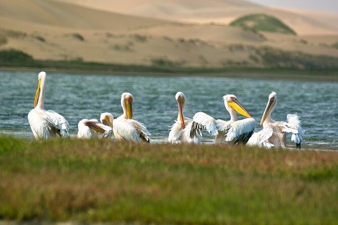 Sandwich Harbour Half-Day 4x4 Tour (5 hours) from Walvis Bay - FAQ