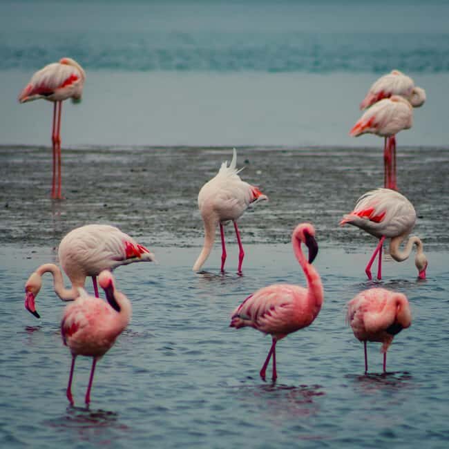 Sandwich Harbour Half Day Tour - Key Points