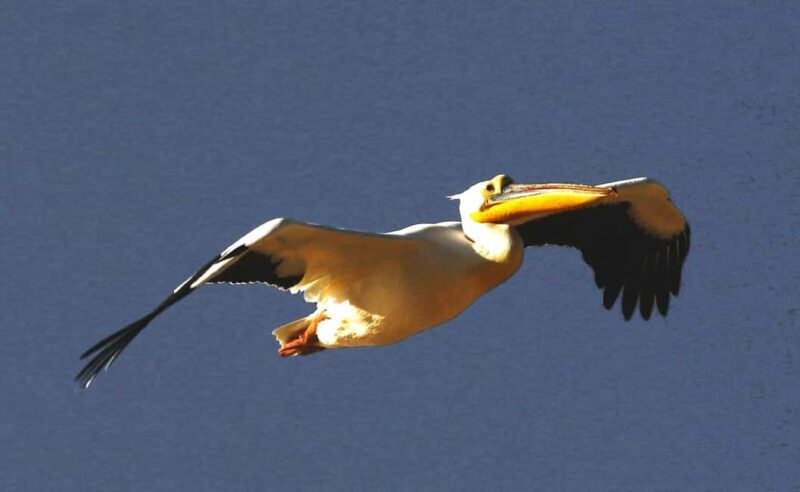 Sandwich Harbour: Namibias Ultimate Desert Meets Ocean Tour - FAQ