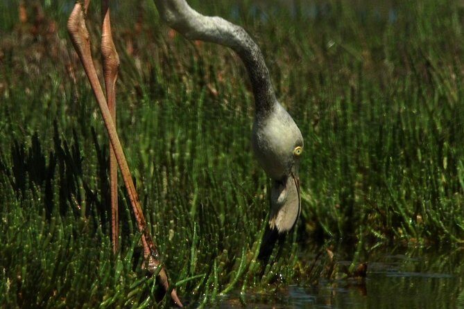 Sandwich Harbour & Pelican Point Full Day Tour - FAQ