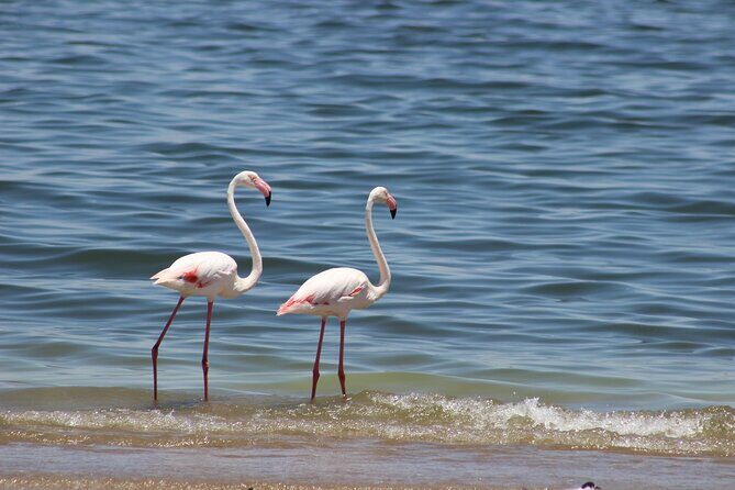 Sandwich Harbour Scenic Excursion - Design for the Cruise Ships - Who Should Consider This Tour?