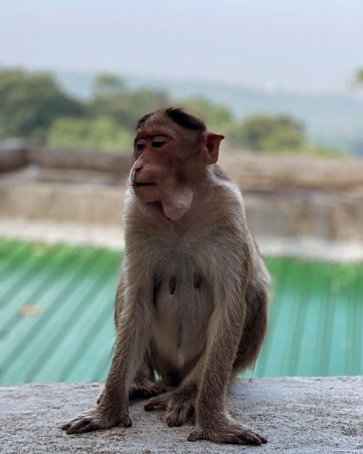 Sanjay Gandhi National Park + Kenheri Caves + Lion Safari - Key Points