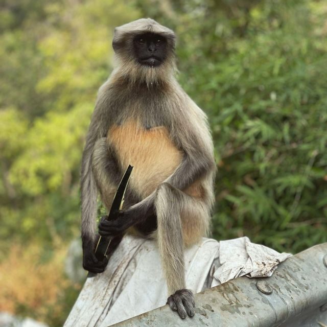 Sanjay Gandhi National Park + Kenheri Caves + Lion Safari - Who Will Love This Tour?