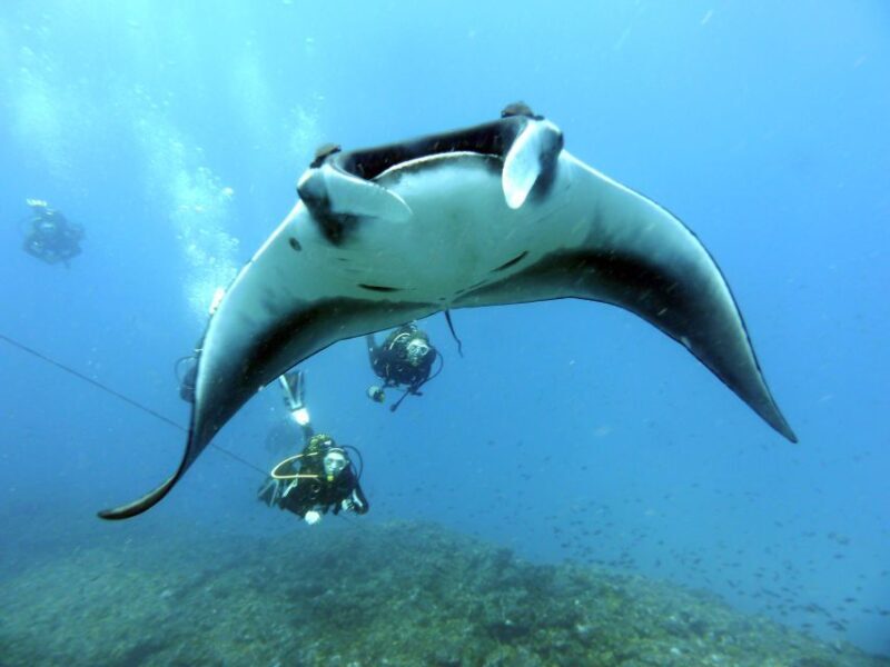 Santa Maria: Advance Open Water Diver - PADI or SSI Course - Diving Skills and Activities