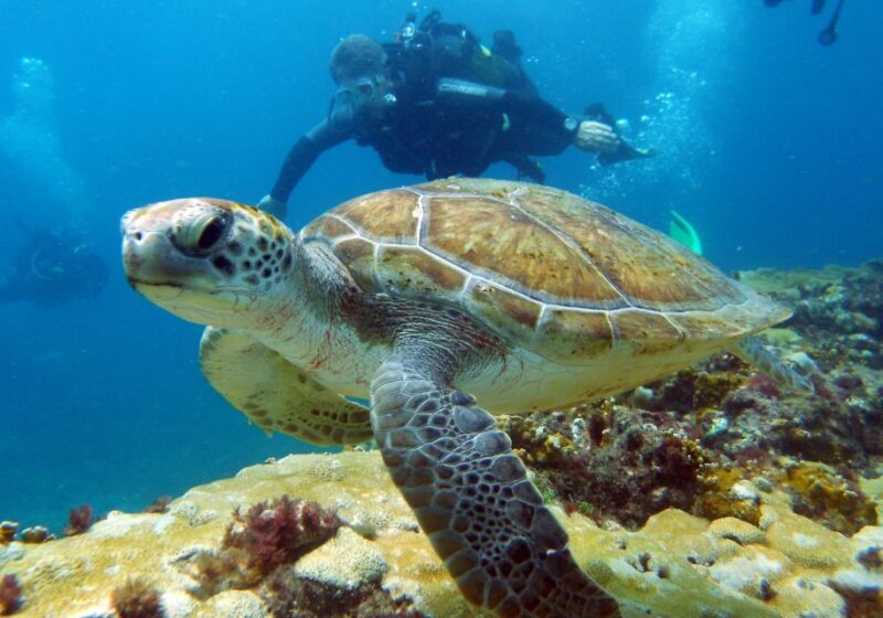 Santa Maria: Discover Scuba Diving - Authentic Marine Encounters and Reviews
