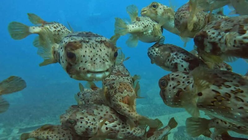 Santa Maria: Guided Snorkeling Shipwreck and Reef Tour - The Waters: Conditions and Considerations