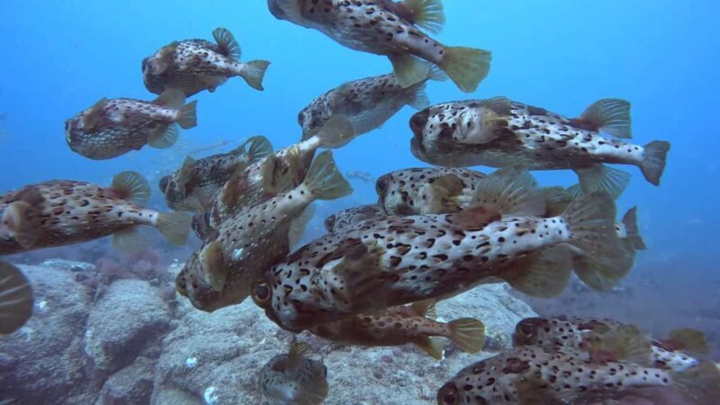 Santa Maria: Guided Snorkeling Shipwreck and Reef Tour - FAQs