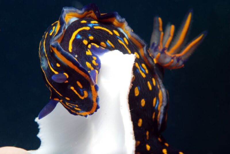 Santa Maria: Half-Day Diving Trip in Sal with Pickup - Final Thoughts