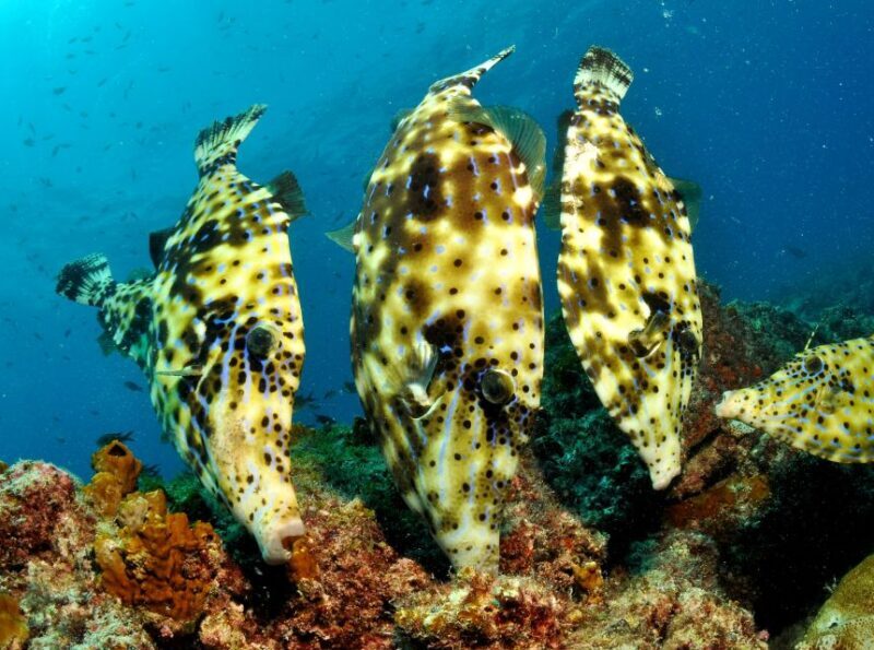 Santa Maria: Review Diving Course with 2 Guided Dives - Key Points