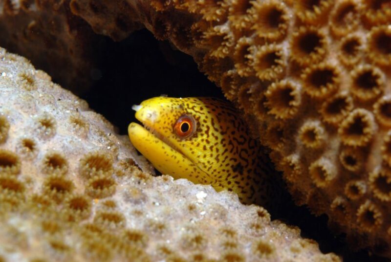 Santa Maria: Review Diving Course with 2 Guided Dives - Is This Experience Right for You?
