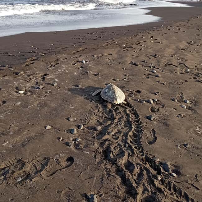 Santa Maria: Sal Island Sea Turtle Watching Experience - Key Points