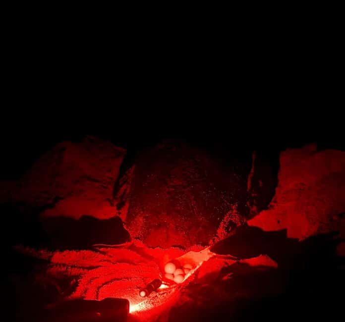 Santa Maria: Sal Island Sea Turtle Watching Experience - The Itinerary: What to Expect from Start to Finish