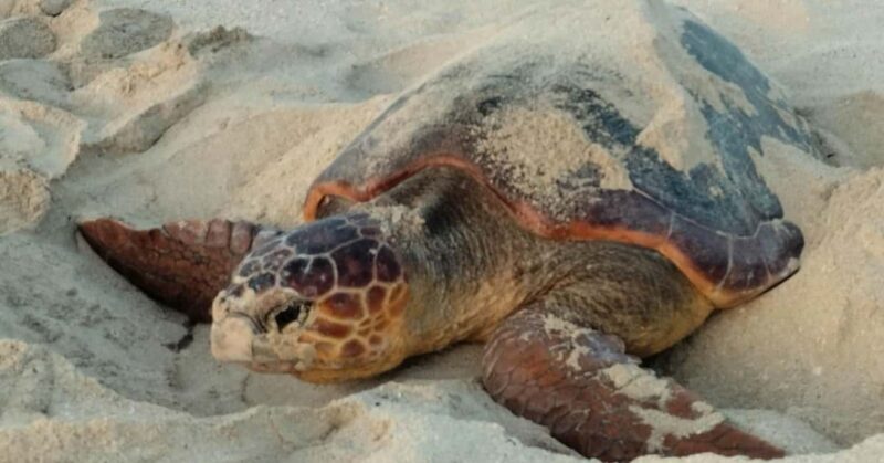 Santa Maria: Sal Island Sea Turtle Watching Experience - The Experience’s Strengths: What Travelers Love