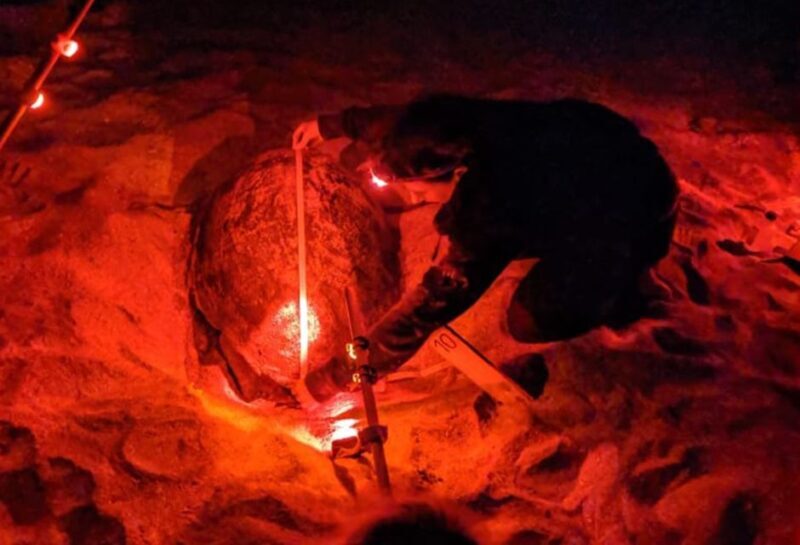 Santa Maria: Sea Turtle Watching Experience on Sal Island - Key Points