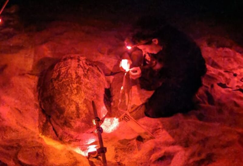 Santa Maria: Sea Turtle Watching Experience on Sal Island - Exploring the Experience in Detail