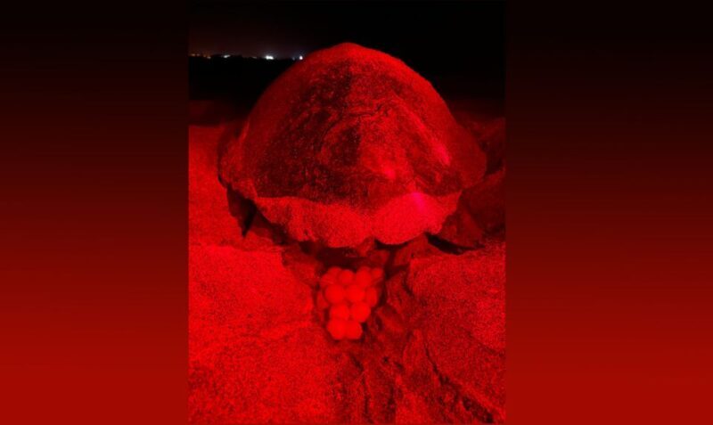 Santa Maria: Sea Turtle Watching Experience on Sal Island - The Beach & Wildlife Observation