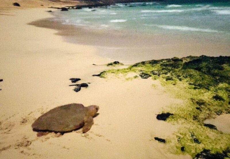 Santa Maria: Sea Turtle Watching Experience on Sal Island - The Conservation & Education Aspect