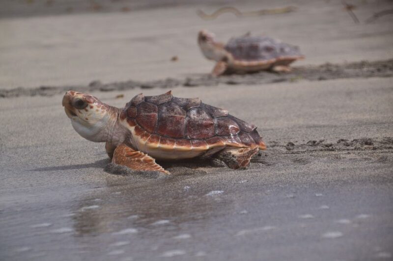 Santa Maria: Sea Turtle Watching Experience on Sal Island - Evaluating the Value & Practicalities