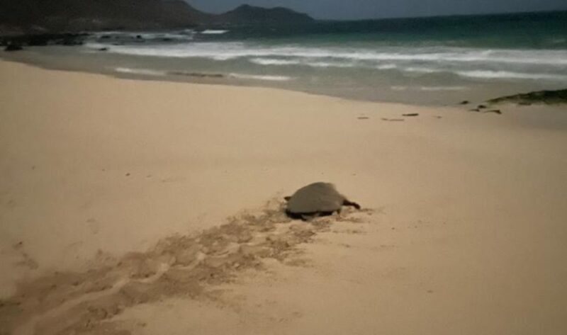 Santa Maria: Sea Turtle Watching Experience on Sal Island - Accessibility & Suitability