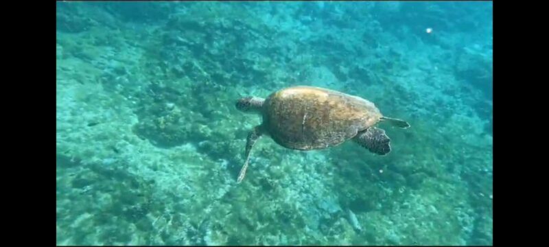 Santa Maria: Snorkeling Boat Tour - What You Should Know Before Booking