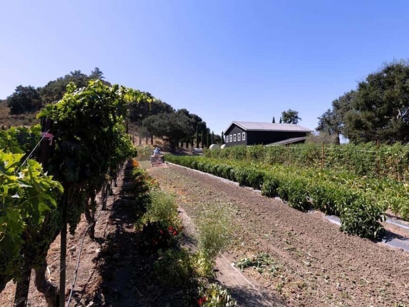 Santa Ynez: 3-Winery Tour Includes Tastings and Lunch - Transportation and Group Size: Why They Matter