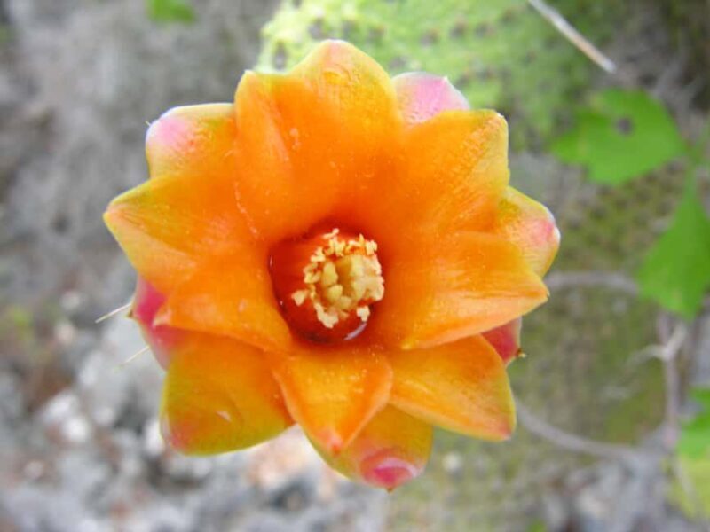 Santo Domingo: Natural Treasures of the City - Key Points