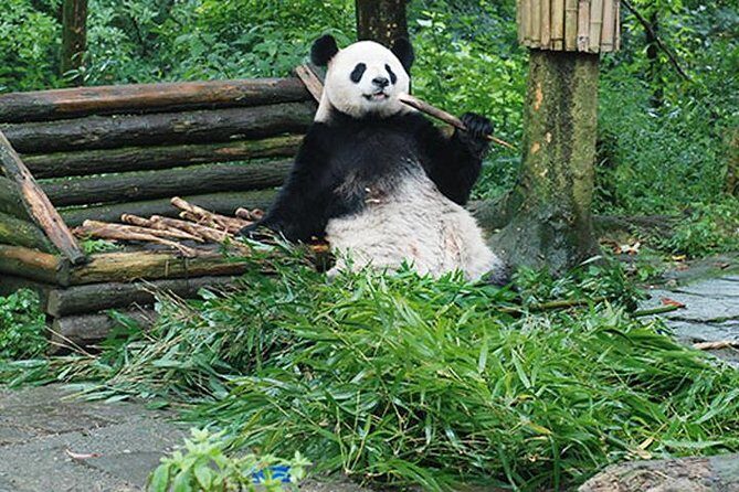 Sanxingdui Ruins and Giant Pandas Private Day Tour from Chengdu - What the Tour Offers in Detail