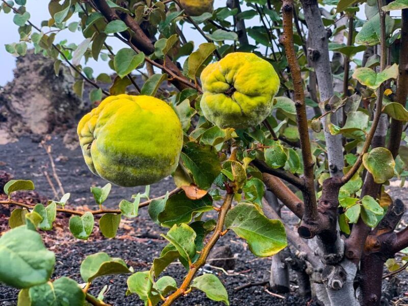 São Filipe: Fogo Volcano with Wine and Cheese Tasting - FAQ