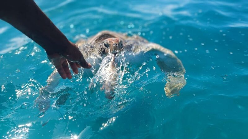 São Pedro experience (hiking & snorkel with turtles) - The Sum Up: Is It Right for You?