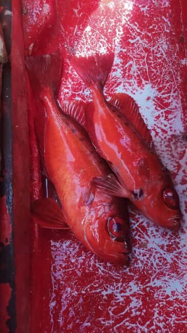 São Pedro Fishing Tour - Who will enjoy this experience?