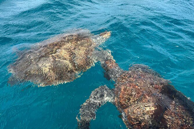 São Vicente: Private Snorkel Experience with Sea Turtle - Key Points
