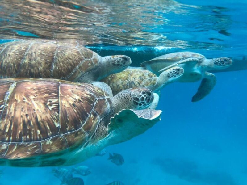 São Vicente: Snorkel with Sea Turtles Adventure - An Authentic Marine Adventure