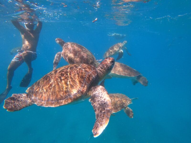 São Vicente: Snorkeling with Turtles Breathtaking Experience - Introduction: What You Can Expect from This Tour