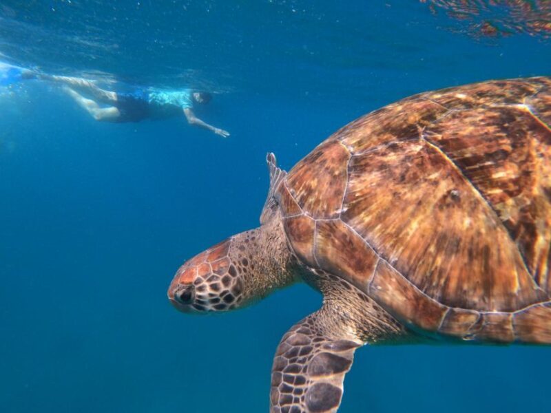 São Vicente: Snorkeling with Turtles Breathtaking Experience - What Travelers Can Expect: The Experience in Detail