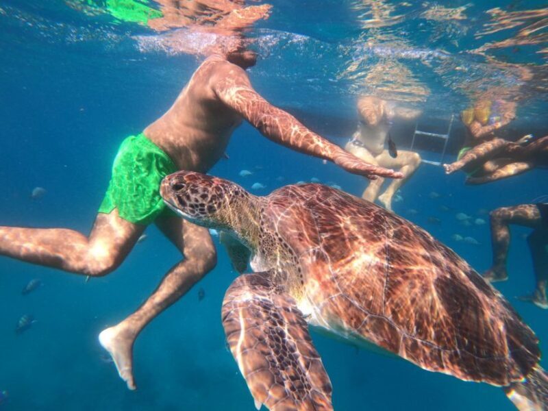 São Vicente: Snorkeling with Turtles Breathtaking Experience - Analyzing the Value: Price, Experience, and Authenticity