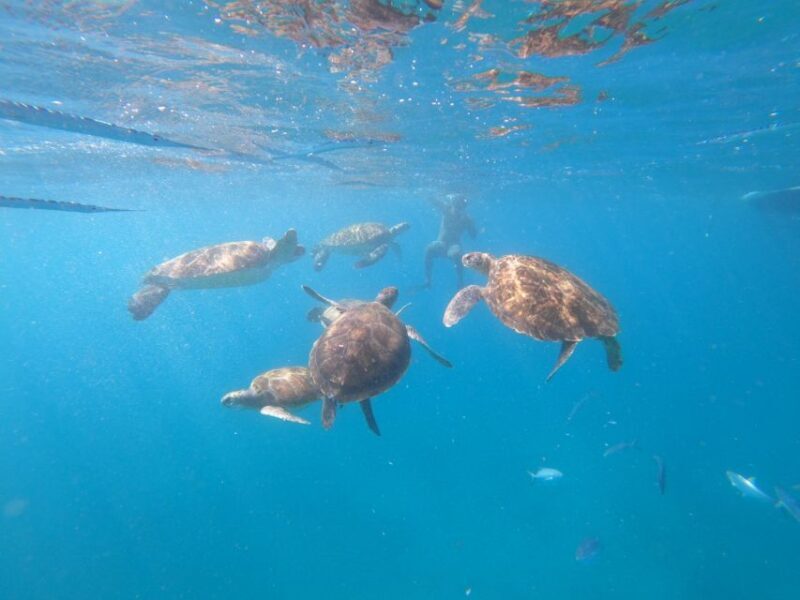 São Vicente: Snorkeling with Turtles Breathtaking Experience - Who Will Love This Tour?