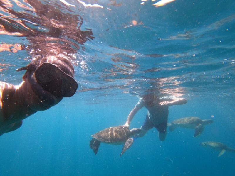 São Vicente: Snorkeling with Turtles Breathtaking Experience - The Sum Up: Who Is This Tour For?