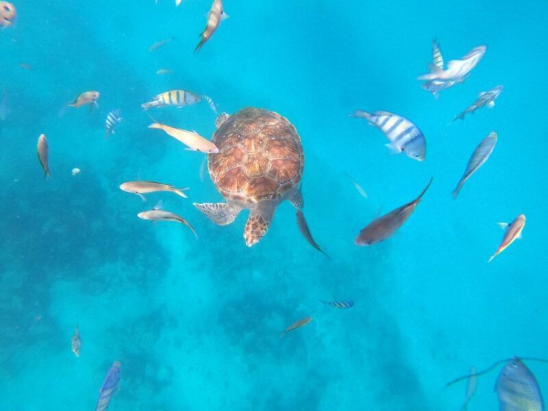 São Vicente: Snorkeling with Turtles Breathtaking Experience - FAQ