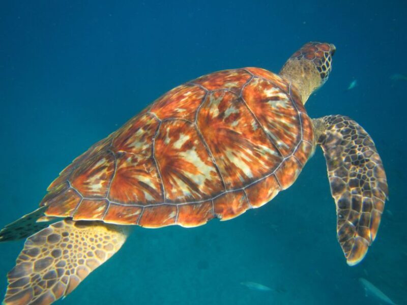 São Vicente: Swimming and Snorkeling Tour with Sea Turtles - Price & Value