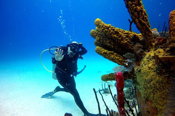 Saona Diving - Meals and Refreshments