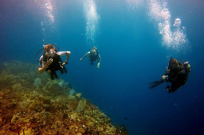 Saona Diving - Authentic Experiences and Customer Feedback