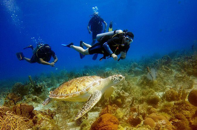 Saona Diving - Who Should Consider This Tour?