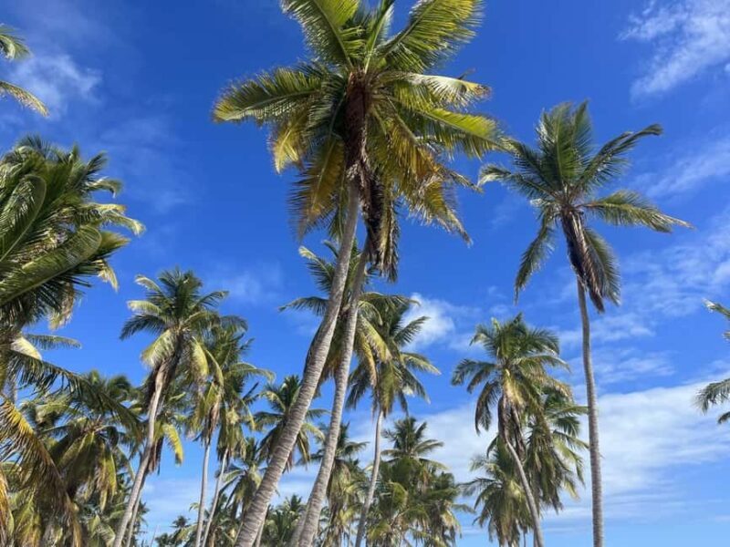 Saona Island: Beach & Natural Pool Small-Group Tour w/ Lunch - Discovering Saona Island with Dominican Attitude Excursions