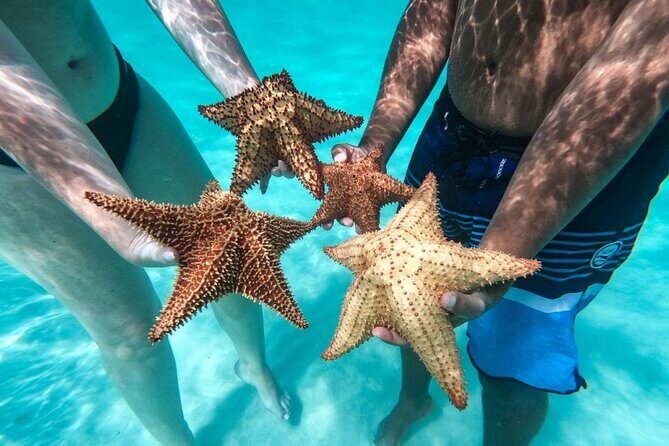 Saona Island Day Tour - What This Tour Offers: An Overview